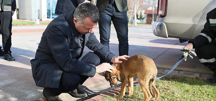 hayvanlari-sadece-yasalarla-degil-vicdanlarimizla-koruyabiliriz.jpg